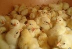 Новую птицефабрику построят в Кызылординской области