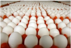 Тюменская птицефабрика увеличит производство яиц почти на 30%