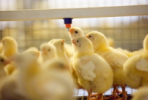Новый цех по выращиванию цыплят бройлеров запустили на магаданской птицефабрике «Дукчинская»