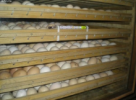 Новый птичник в Тюменской области даст 400 миллионов яиц