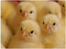 По одному в каждую руку: птицефабрика "Островная" установила временный лимит при продаже цыплят-бройлеров
