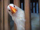Птицефабрика "Уманская" Краснодарского края будет выпускать порядка шести тысяч тонн мяса птицы в год.